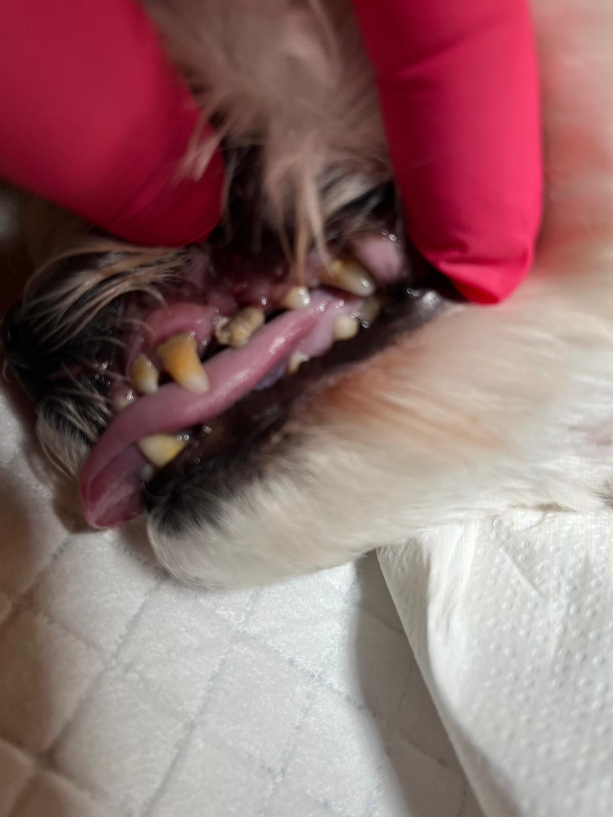 Tartre dentaire chez le chien