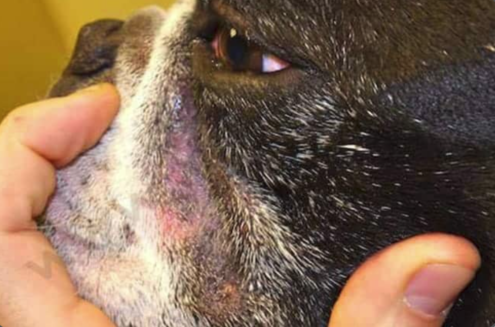 Dermatite des plis cutanés chez le chien