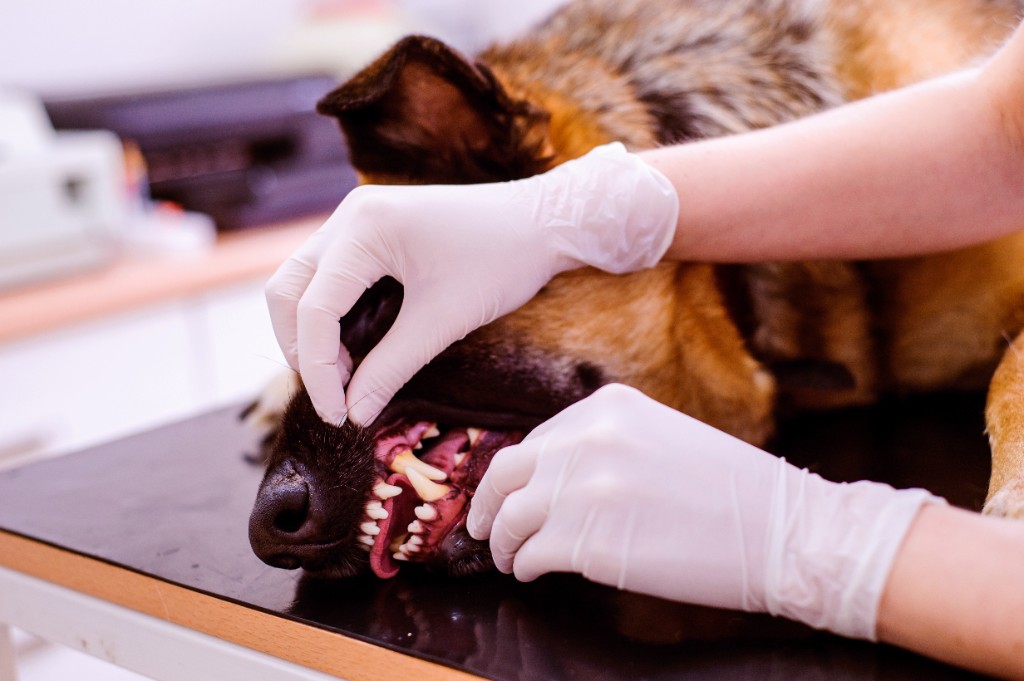 Examen de la gueule et des dents d’un chien