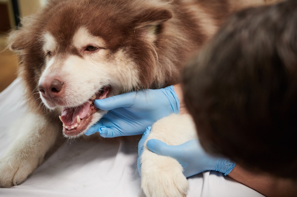 Examen dentaire d’un chien au cabinet