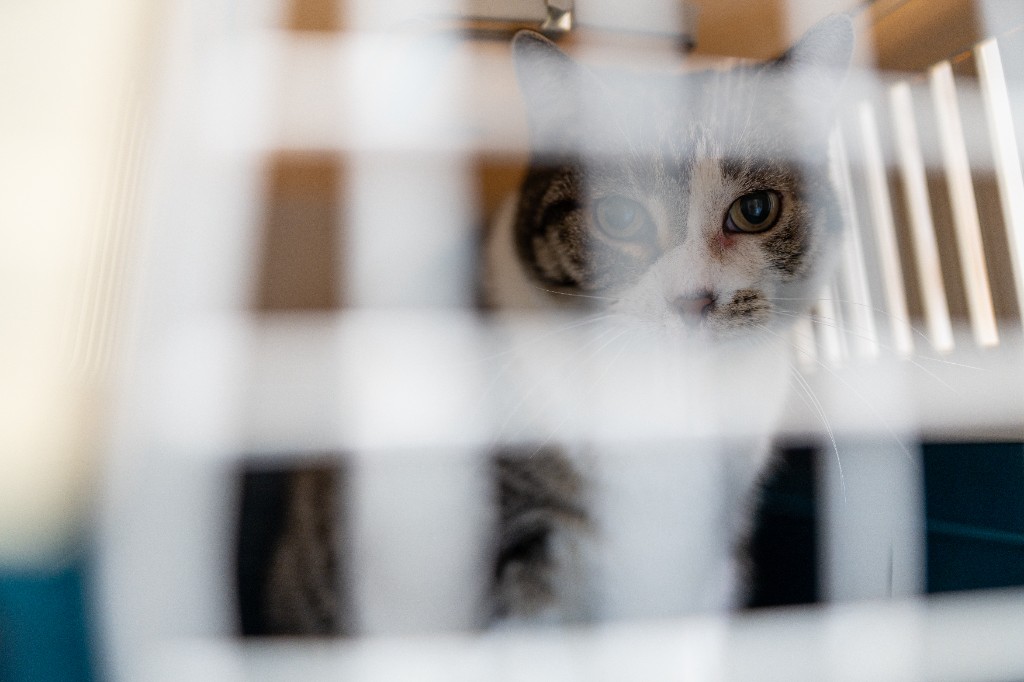 Animal en transport au cabinet