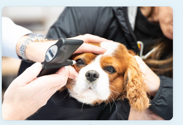 Examen de l’œil d’un chien au cabinet par le vétérinaire